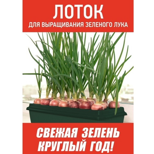 Лоток д/выращивания зелёного лука пластм. 305х160х85мм Зеленый М6715 ЗПИ "Альтернатива" *1/20