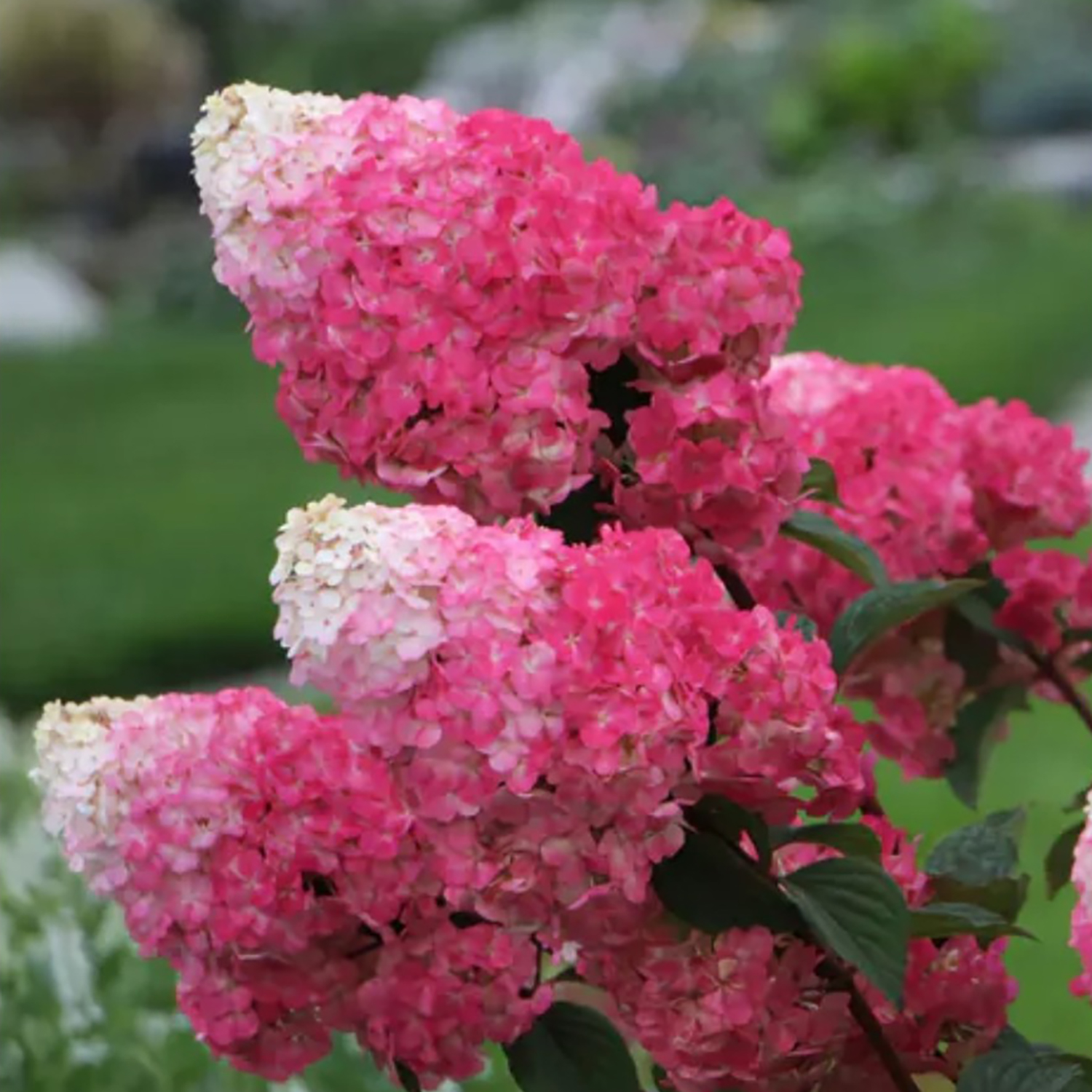 Гортензия метельчатая Строберри Блоссом Гортензия метельчатая Строберри Блоссом