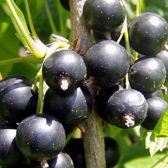 Смородина черная Черный жемчуг Высота саженца  40-70см на кусте 2-3 ветки