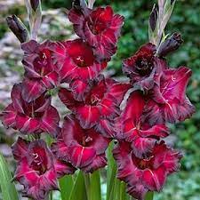 Гладиолус Блэк Сюрпрайс 5шт 12/14/Gladiolus Black Surprise