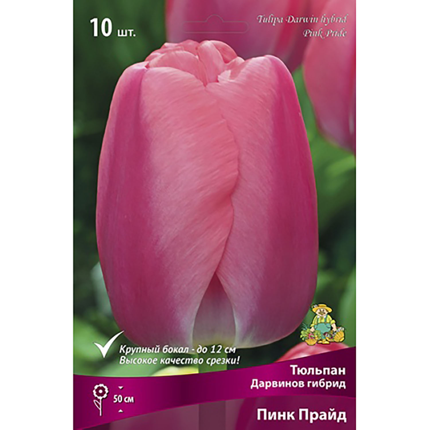Тюльпан Дарвинов гибрид Пинк Прайд 11-12/10шт Тюльпан Дарвинов гибрид Пинк Прайд 11-12/10шт