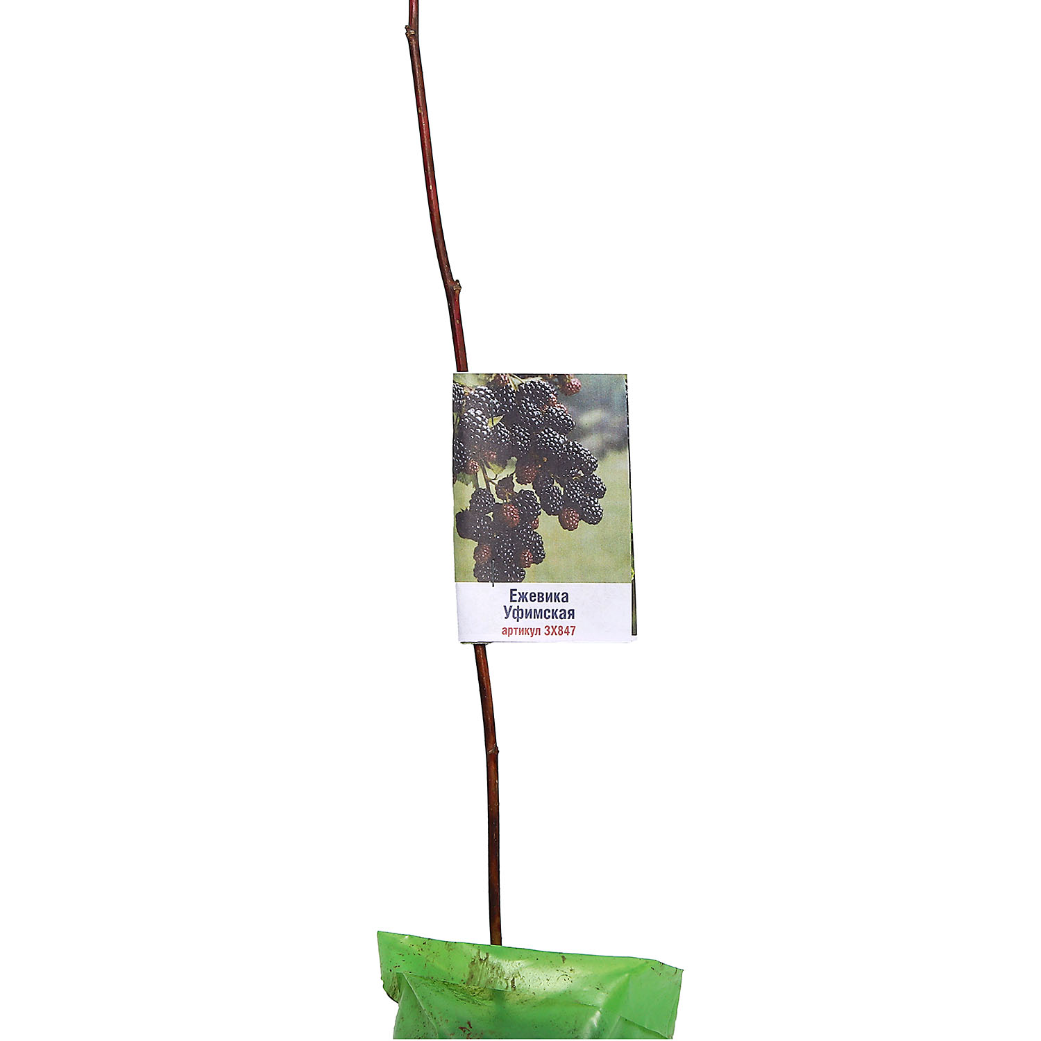 Ежевика Уфимская местная