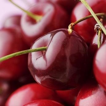 Вишня Шоколадница Саженец 2 года Высота саженца   90-110см