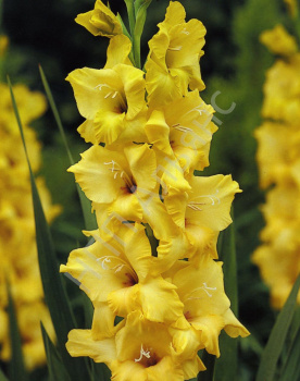 Гладиолус Лимонликус 5шт 12/14/Gladiolus Lemonlicious