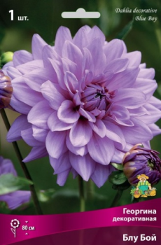 Георгина декоративная Блу Бой I/К