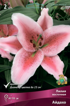 Лилия Восточная Айдахо 14-16/2шт