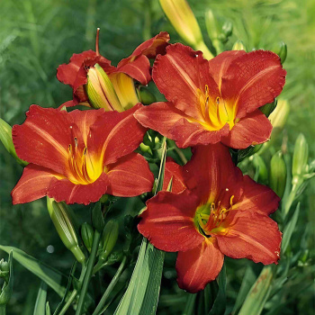 Лилейник гибридный Ред Рам /К