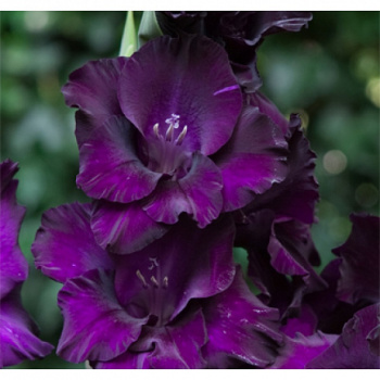 Гладиолус Блэк Вельвет 5шт 12/14/Gladiolus Black Velvet