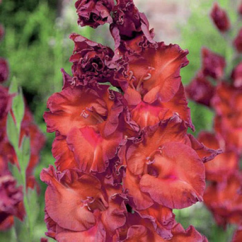 Гладиолус Бимбо 5шт 12/14 Gladiolus Bimbo