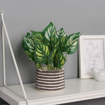 Бонсай в горшке "Калатея макоя" 20х10 см, микс   10697884