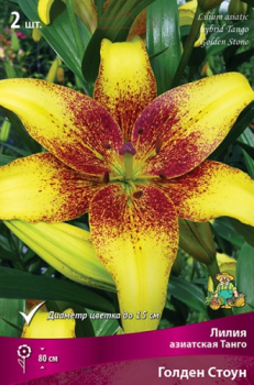 Лилия Азиатская Танго Голден Стоун 16-18/К 1шт
