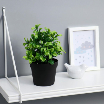 Бонсай в горшке "Крупнолист" 19 см  5664388