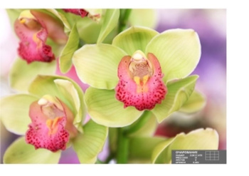 Фотообои Симфония К-003 "Очарование" 2,1*1,4 м (9 л.) *1 (в кор.)