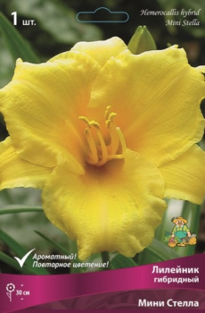 Лилейник гибридный Мини СтеллаК
