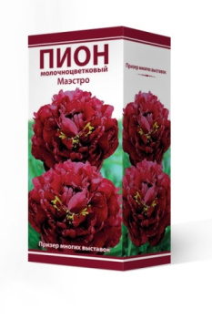 Пион молочноцветковый Маэстро 2-3Кор