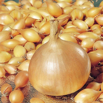 Лук-севок  Золотистый Семко F1 (21/24)  0,5кг  +/-10%