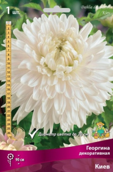Георгина декоративная Киев IК