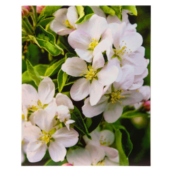 Картины на подрамнике "Цветки яблони" 40*50 см  4194737